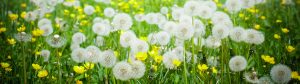 Dandelions